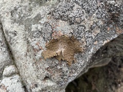 Lasallia pensylvanica