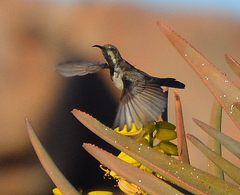 Cinnyris fuscus fuscus