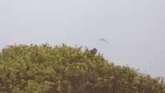 Xenospingus concolor