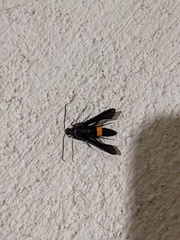 Synanthedon exitiosa