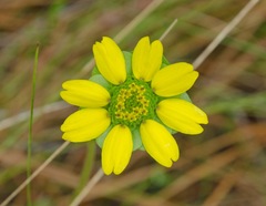 Berlandiera subacaulis