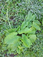 Xanthosoma
