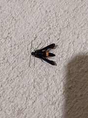 Synanthedon exitiosa