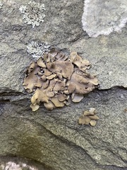 Dermatocarpon luridum