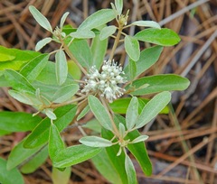 Croton argyranthemus