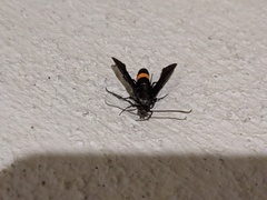 Synanthedon exitiosa