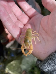 Cambarus