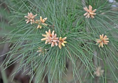 Pinus clausa