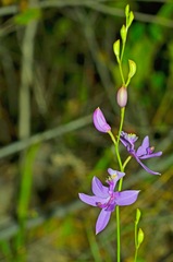 Calopogon tuberosus