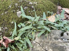 Asplenium rhizophyllum