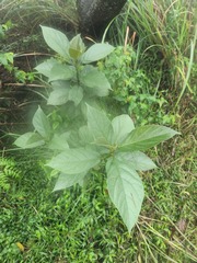 Ficus erecta beecheyana
