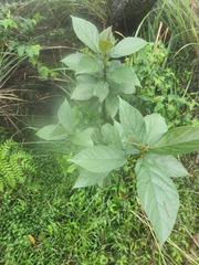 Ficus erecta beecheyana