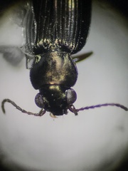 Bembidion