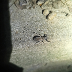 Oncocephalus breviscutum