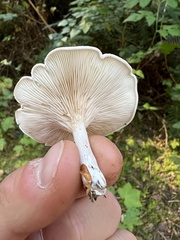Clitopilus