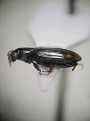 Bembidion