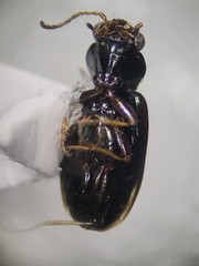 Bembidion