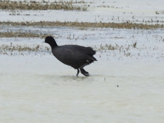 Fulica cristata