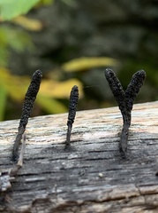 Xylaria longiana