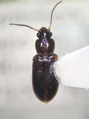 Stenolophini