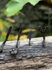 Xylaria longiana
