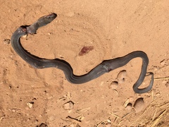 Boaedon fuliginosus