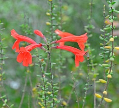 Clinopodium coccineum