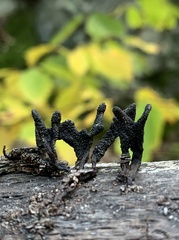 Xylaria longiana