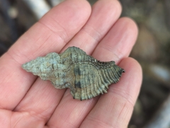 Muricidae
