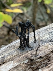 Xylaria longiana
