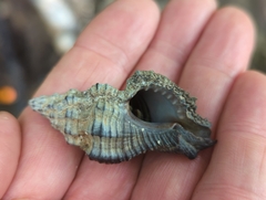 Muricidae