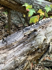 Xylaria longiana