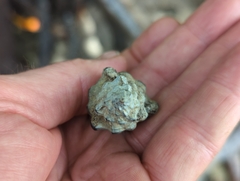 Muricidae