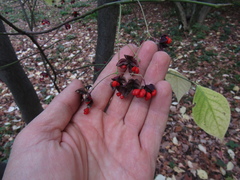 Euonymus sachalinensis