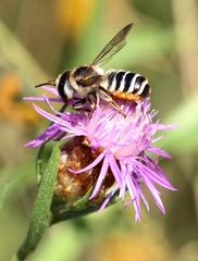 Megachile albisecta