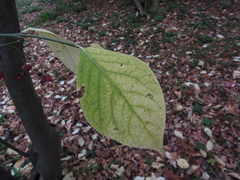 Euonymus sachalinensis