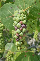 Coccoloba uvifera