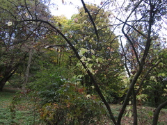 Euonymus sachalinensis