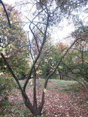 Euonymus sachalinensis