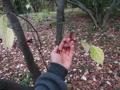 Euonymus sachalinensis