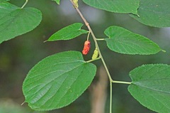 Morus rubra