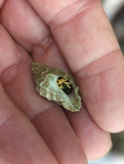 Clibanarius virescens