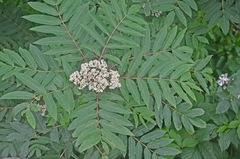 Sorbus americana