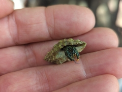 Clibanarius virescens