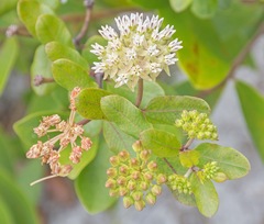 Asclepias curtissii