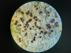 Golovinomyces sordidus