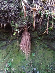 Leptopogon superciliaris