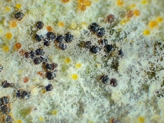 Golovinomyces sordidus