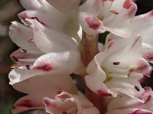 Image of Lachenalia contaminata by (c) Ren Hoekstra, some rights reserved (CC BY)