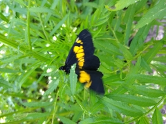 Catasticta teutila